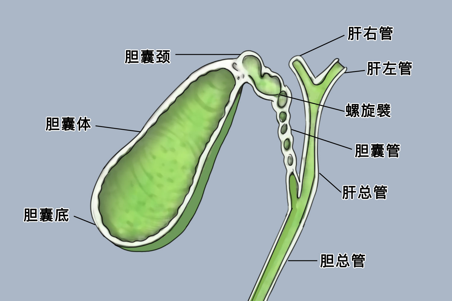 胆囊解剖图详细图 | 百度健康·医学科普