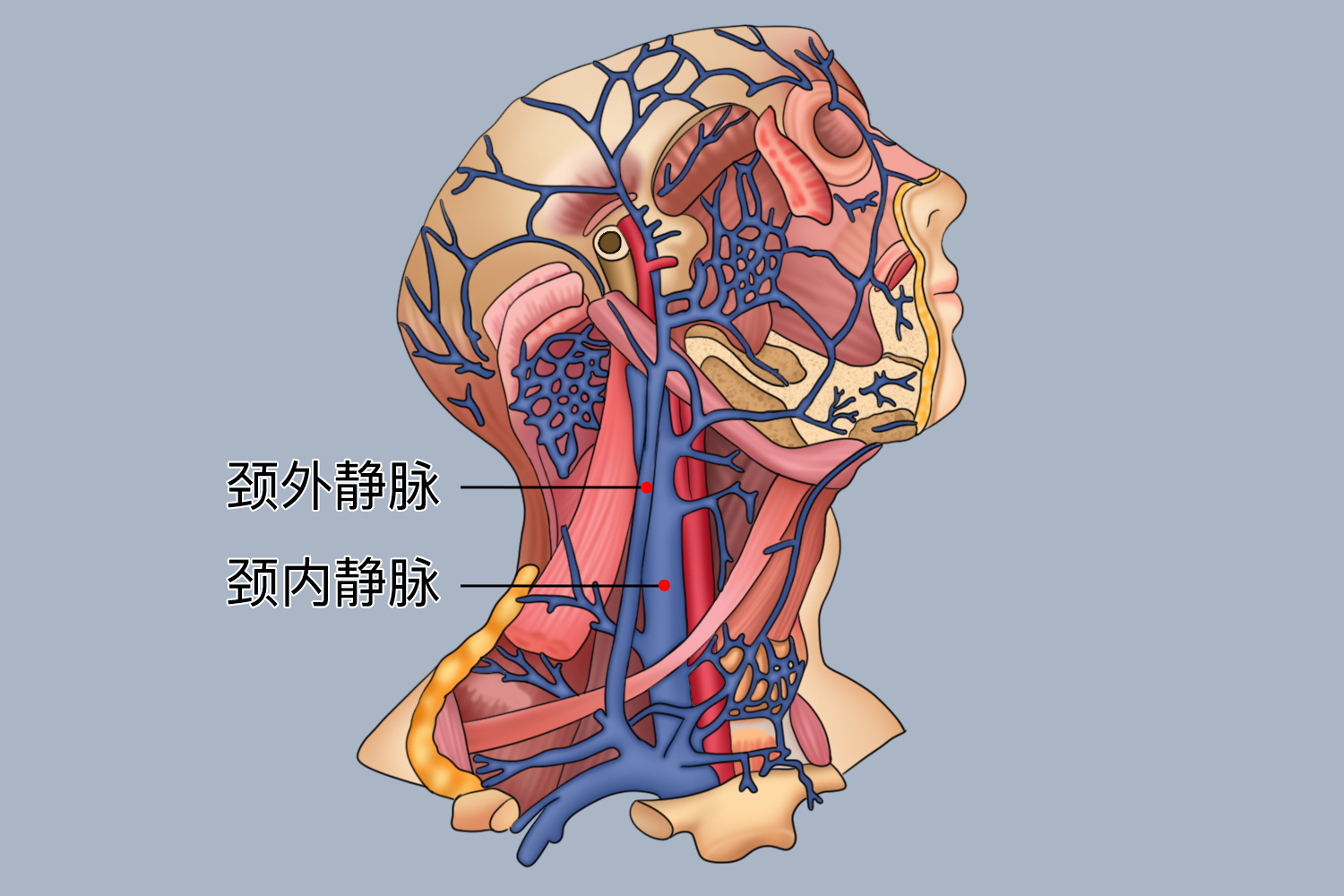 颈内静脉解剖图 | 百度健康·医学科普