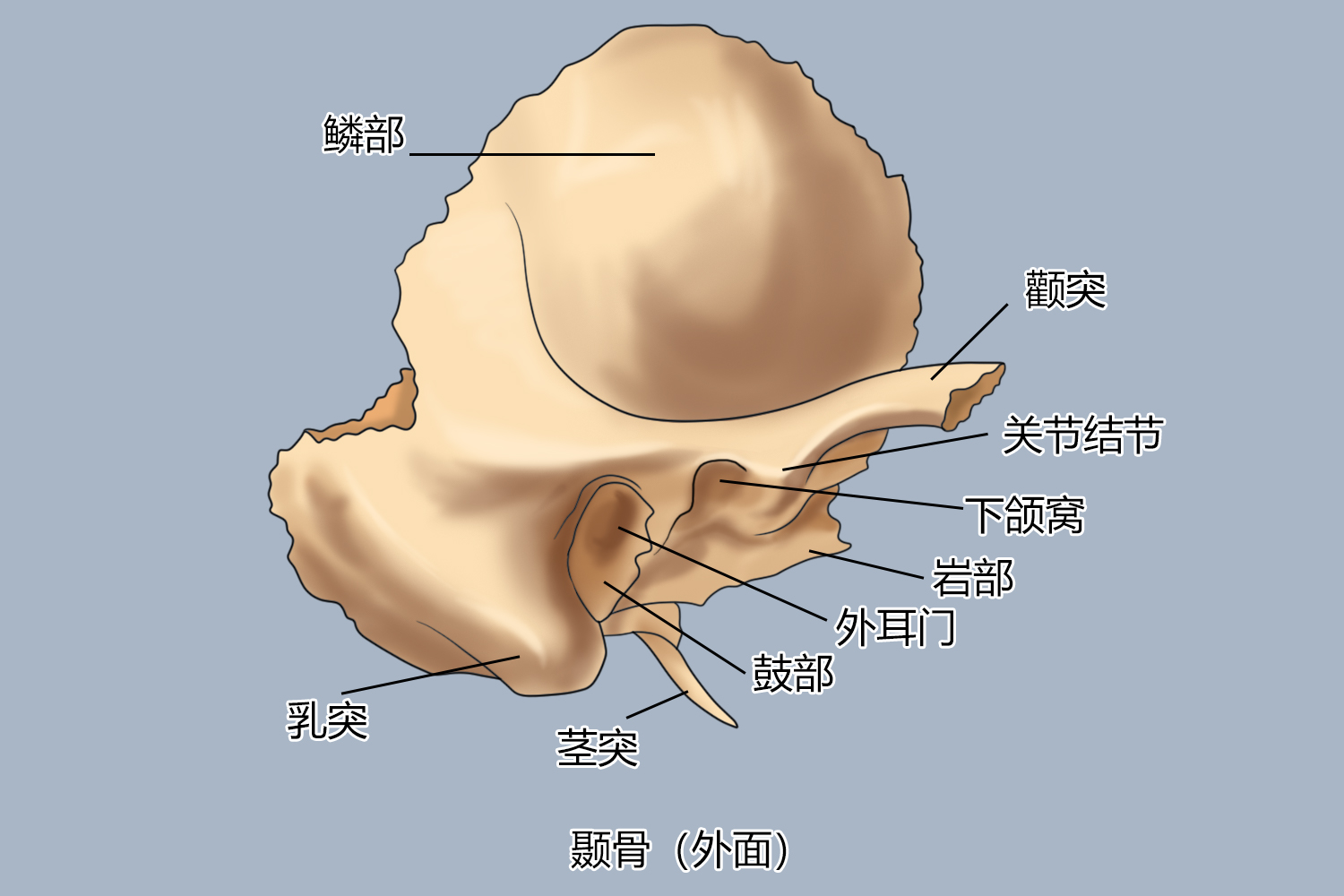 耳朵颞骨位置图 | 百度健康·医学科普