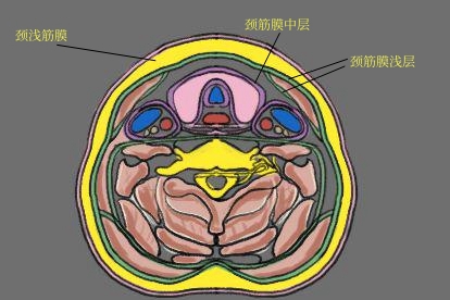 颈部筋膜的层次结构图