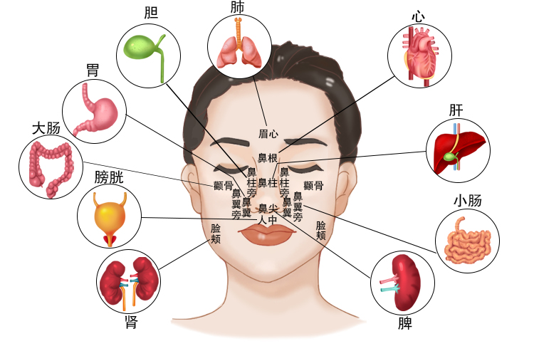 面部对应的五脏六腑图