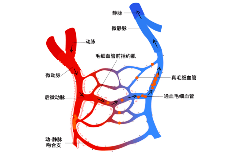 三种血管的比较图
