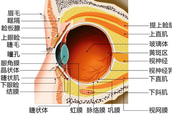 眼球结构图