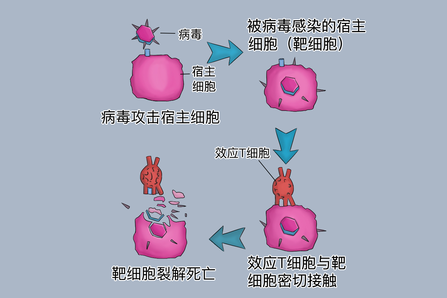 细胞免疫过程图解 | 百度健康·医学科普