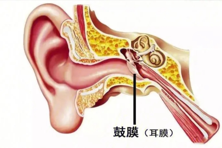 鼓膜位置图