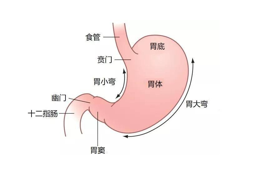 胃底和贲门位置图