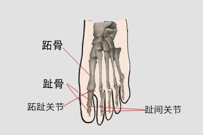 脚大拇指骨头结构图 | 百度健康·医学科普