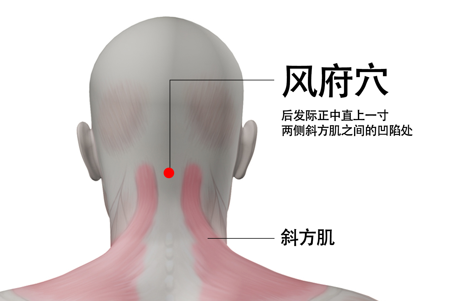 风府穴准确位置图