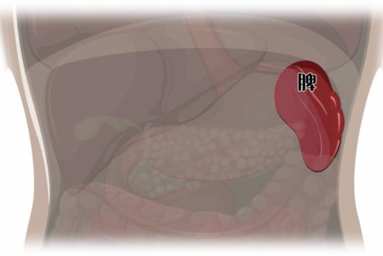 人体脾脏位置图 | 百度健康·医学科普