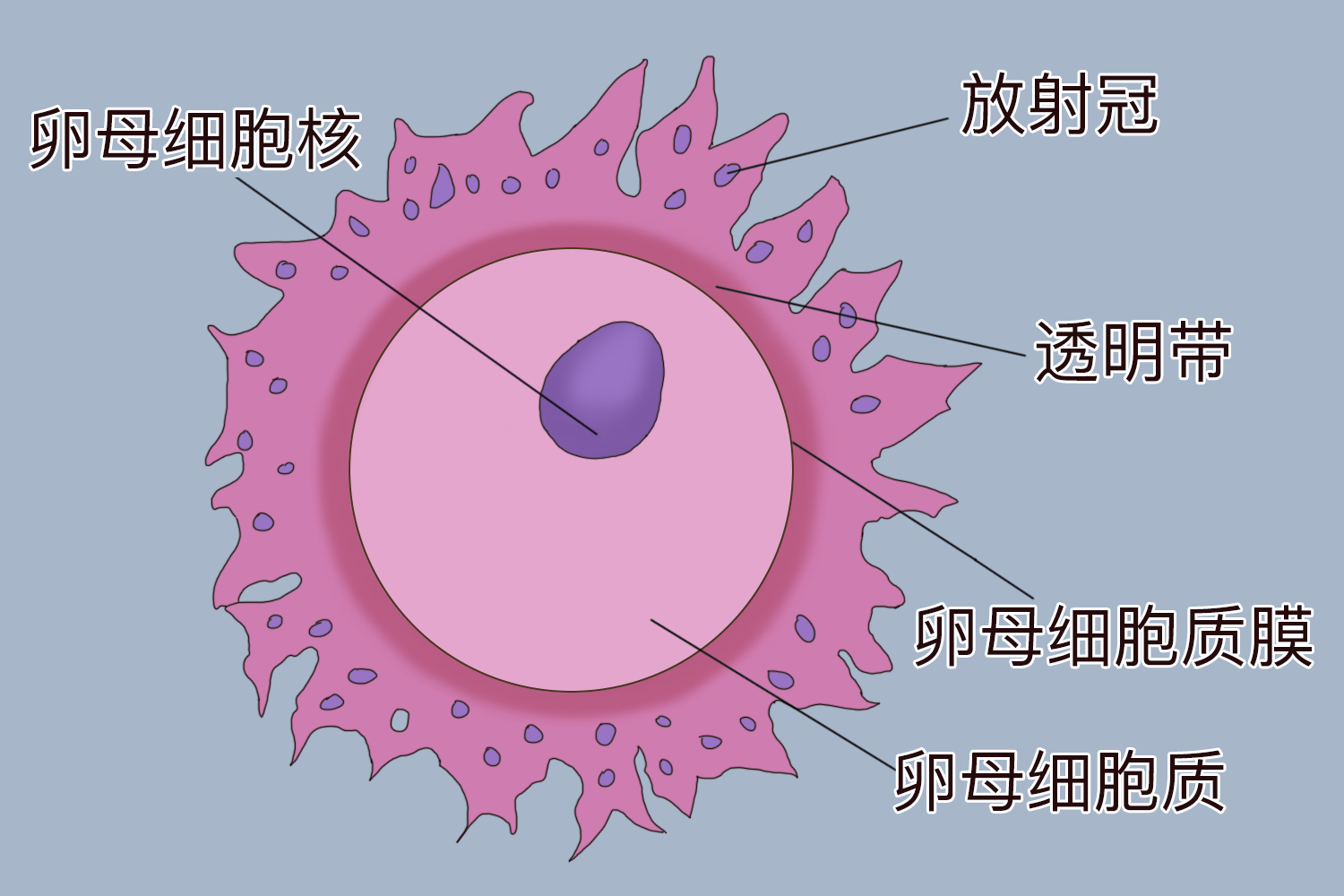 卵子长什么样