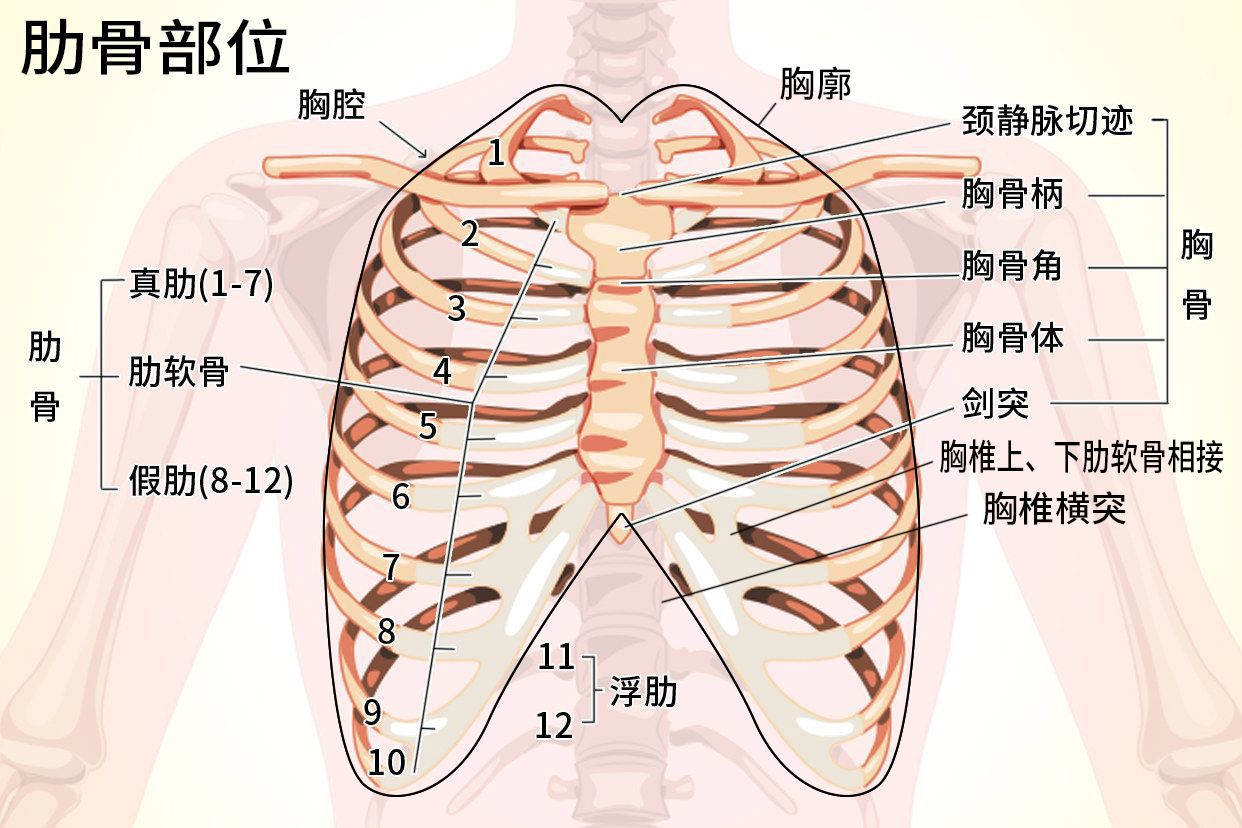 肋骨部位图片