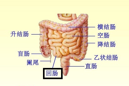 回肠图