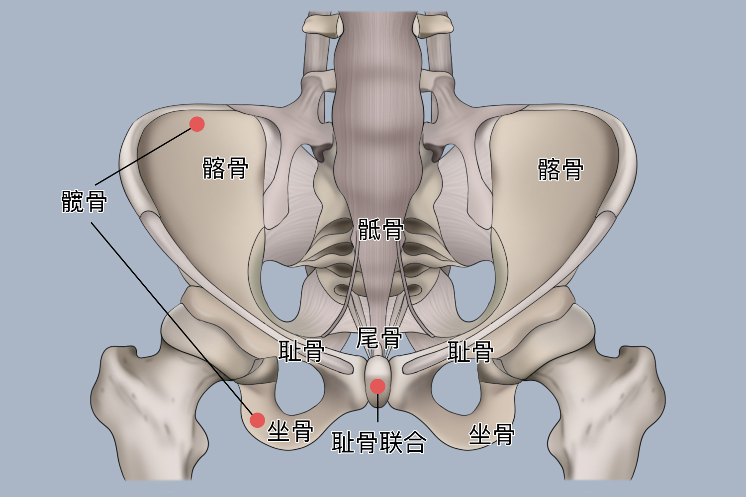 胯骨 位置