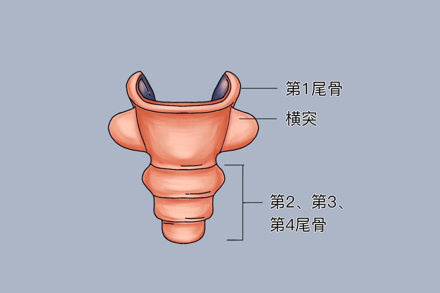 尾骨位置图 | 百度健康·医学科普