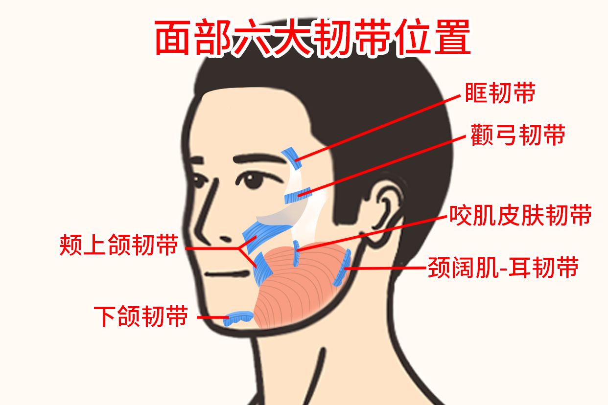 面部六大韧带位置图片