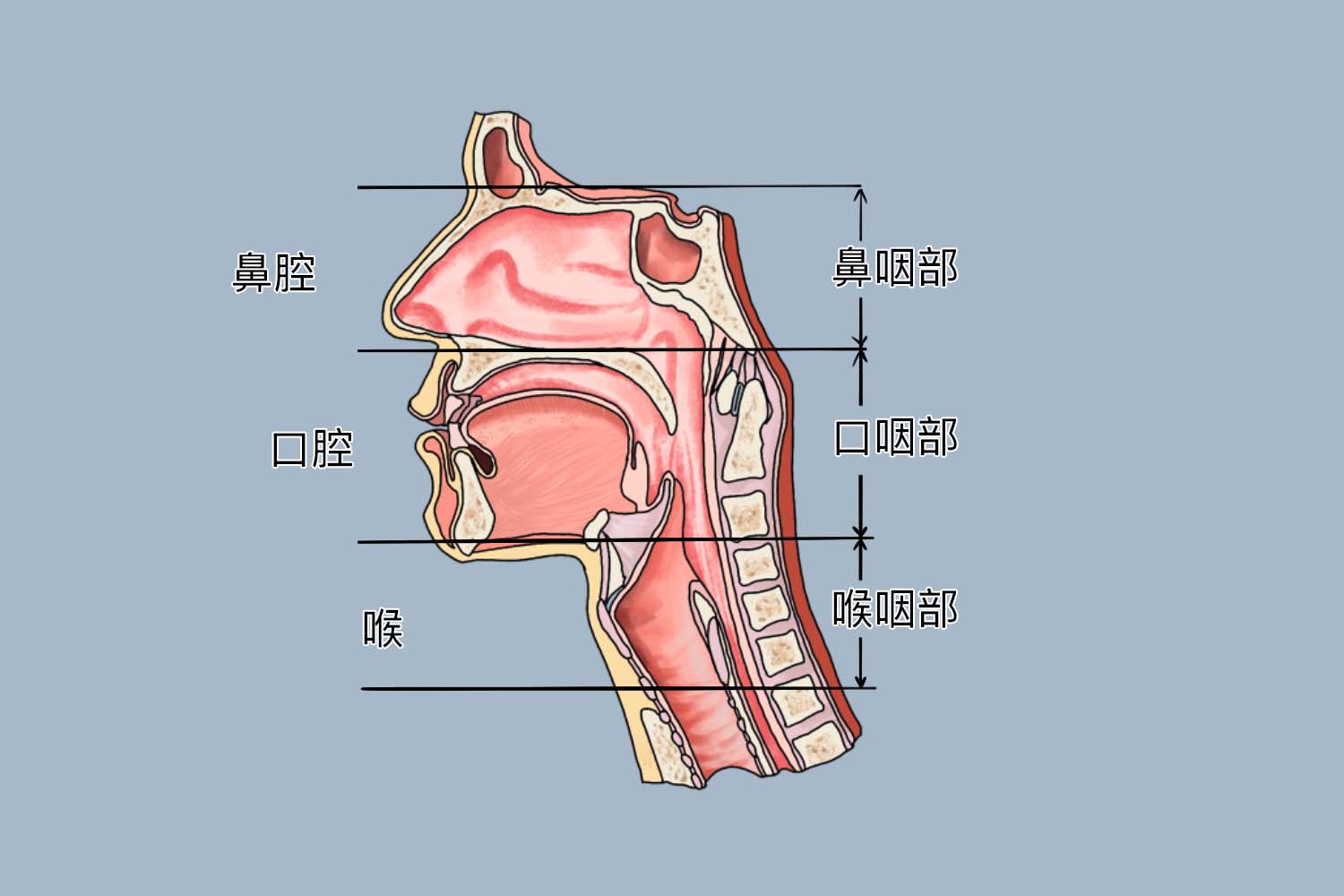 鼻咽和口咽的分界图片