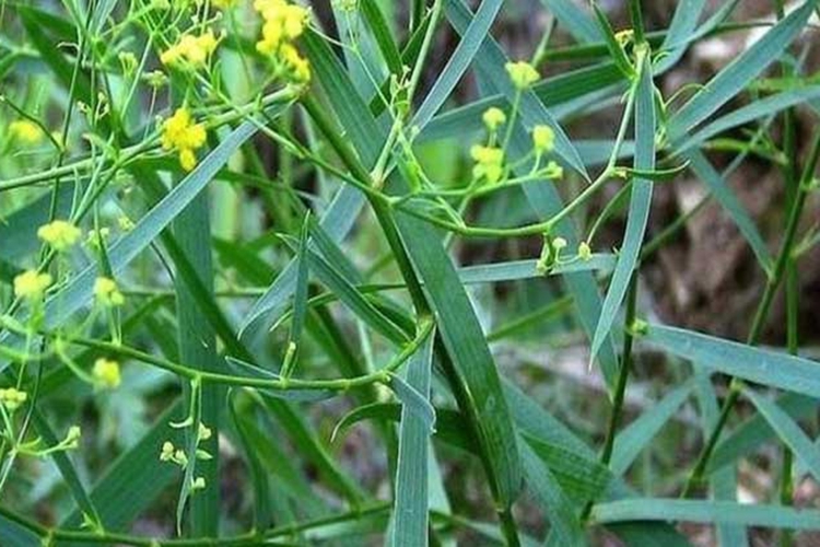 野生南柴胡植株图