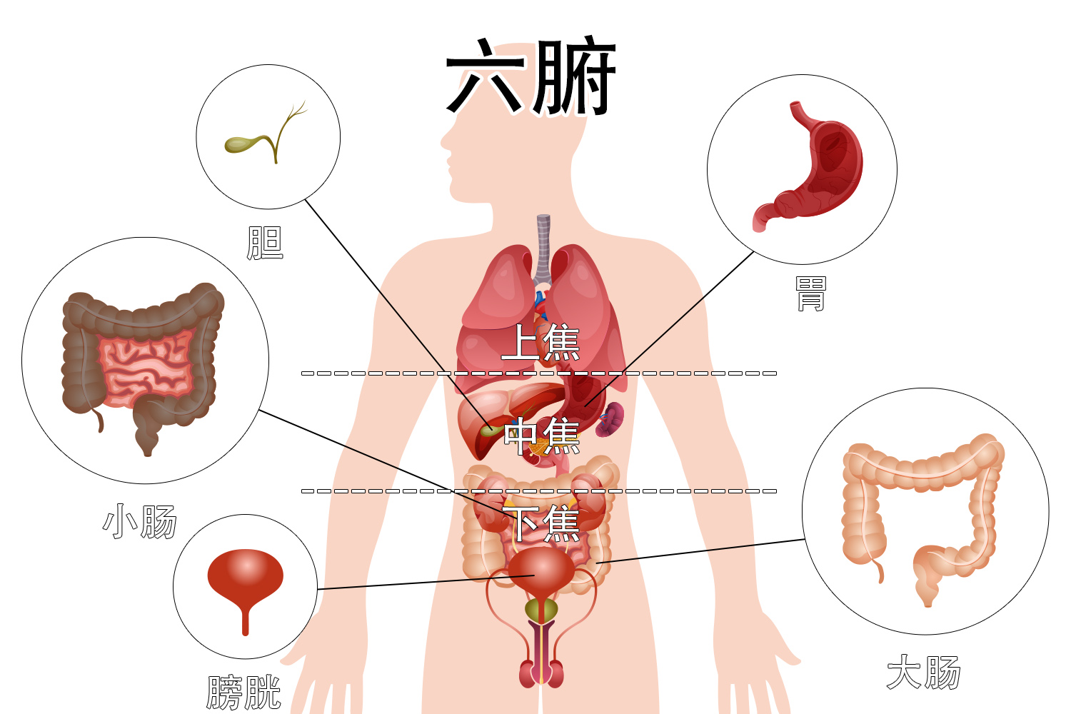 六腑解剖图片