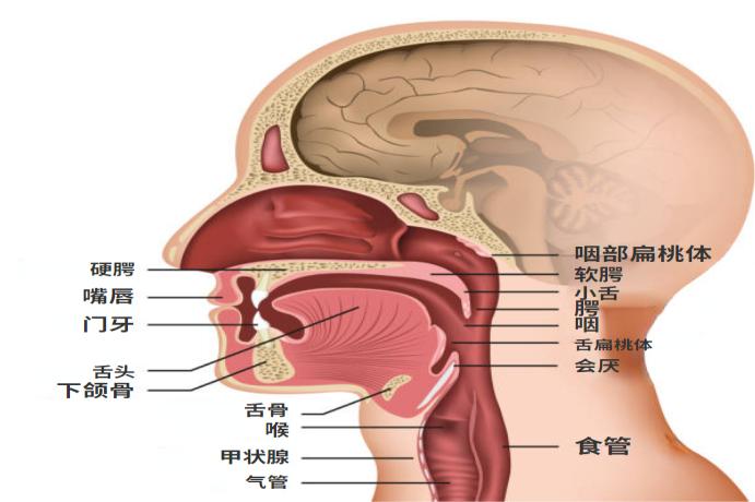 咽喉部解剖结构图