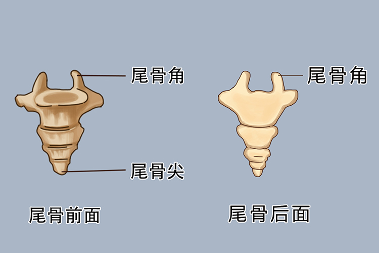 正常脊椎骨图片