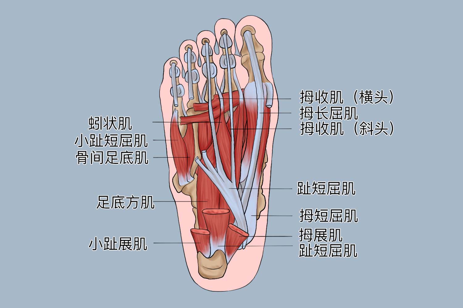 足底肌解剖图