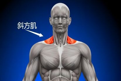 斜方肌是什么样子图片