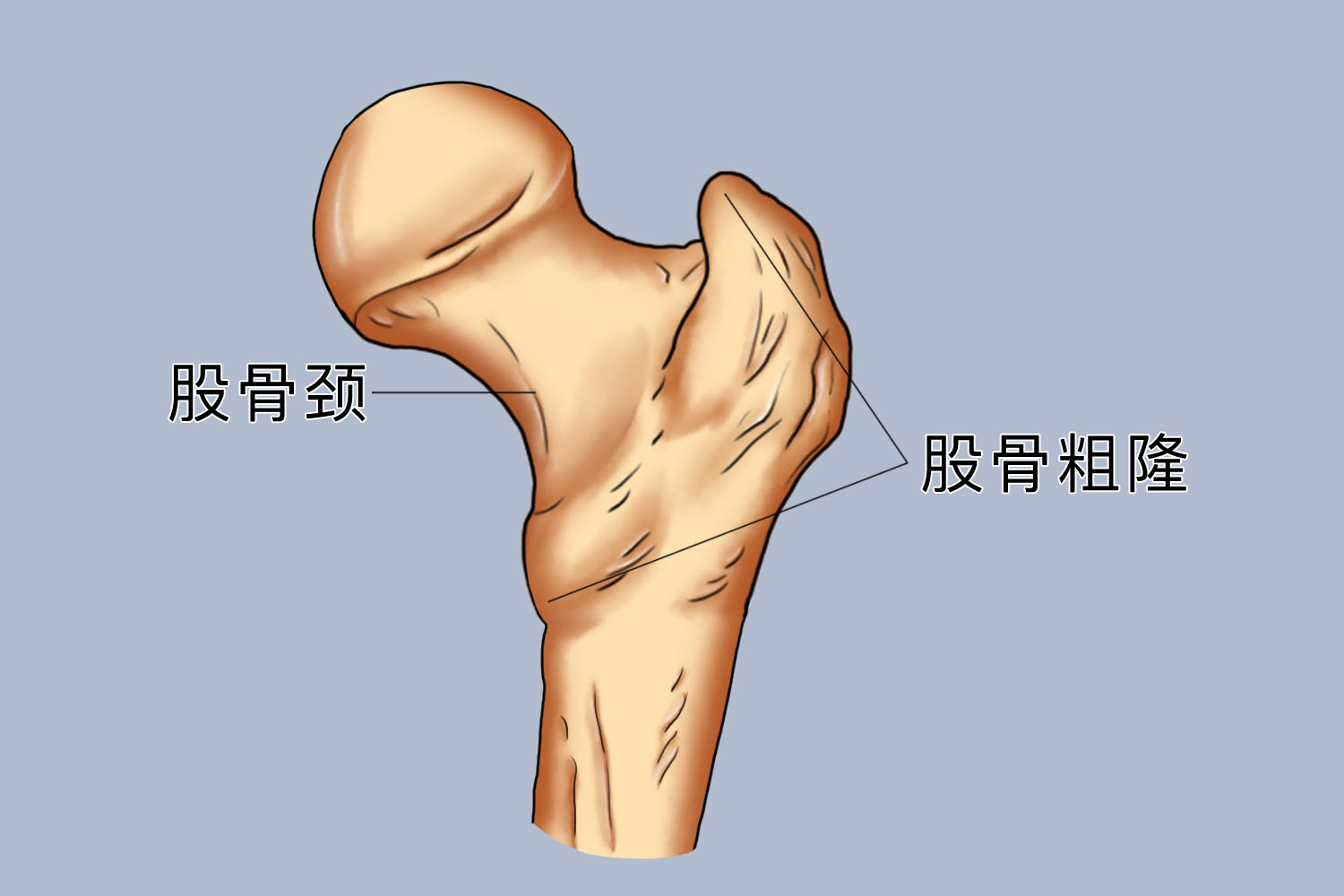 股骨颈和股骨粗隆图