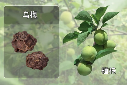 乌梅图片