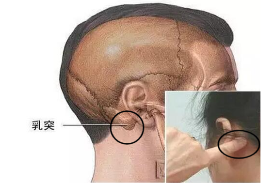 耳朵乳突具体位置图片