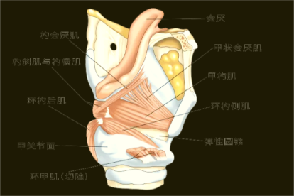 环甲肌和甲杓肌图片