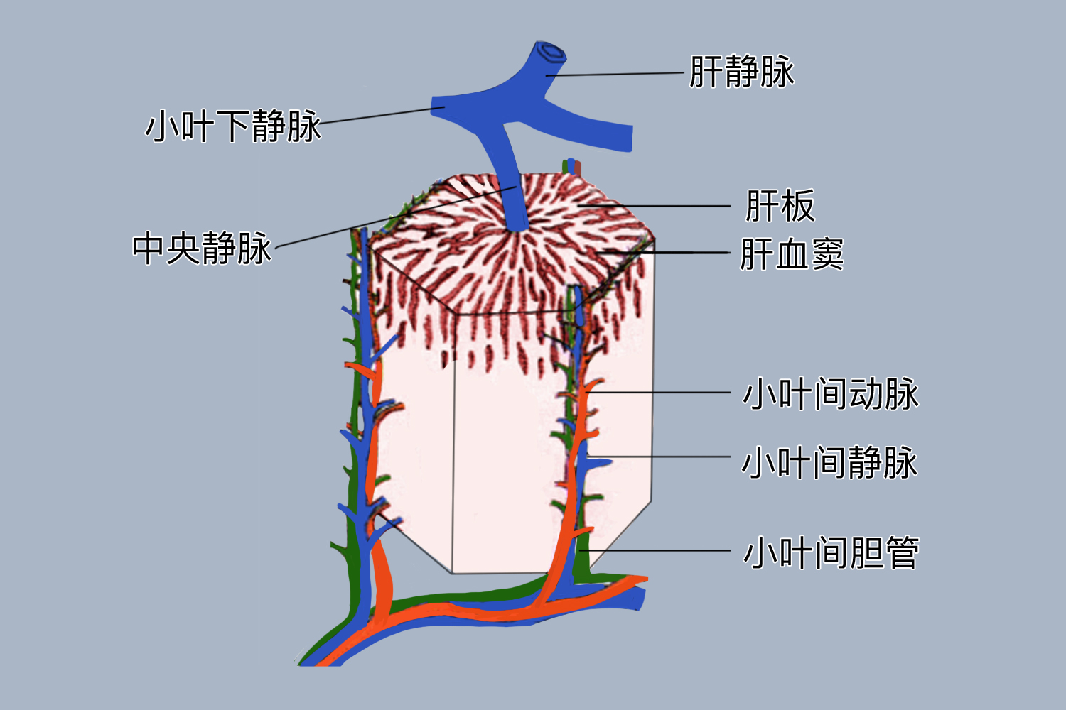 肝脏血供循环系统简图 | 百度健康·医学科普