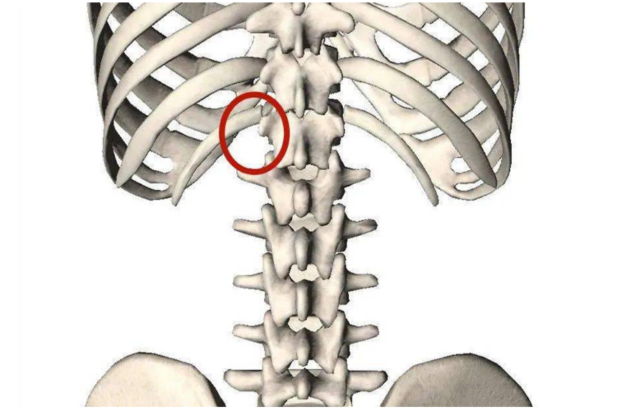 肋脊角位置图