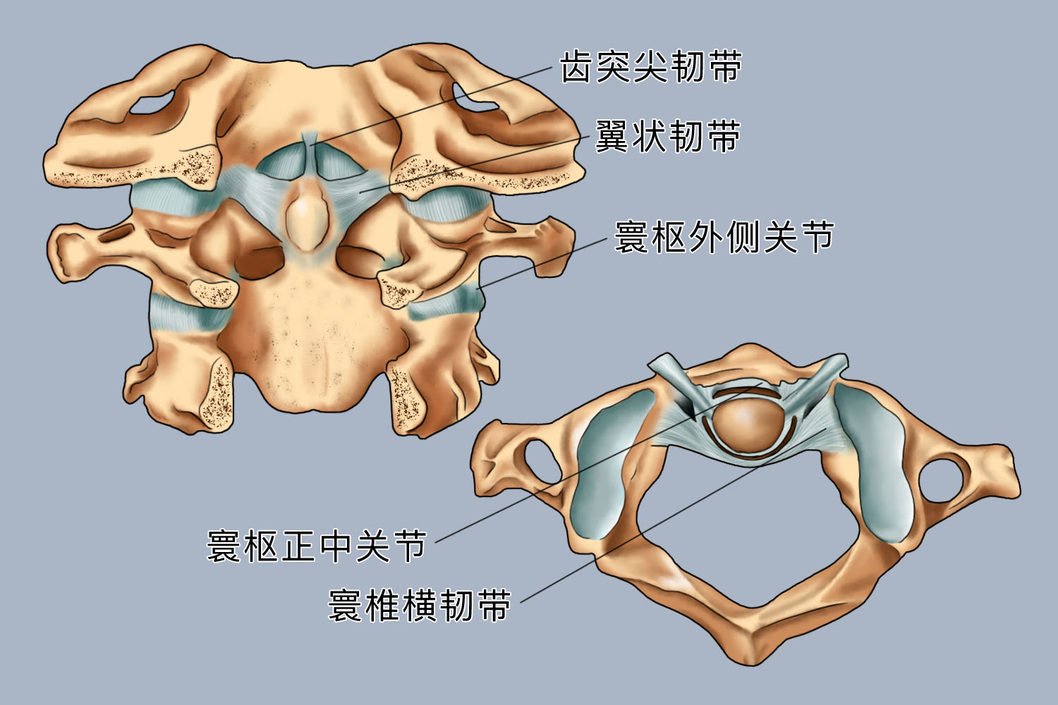 寰枢关节图片