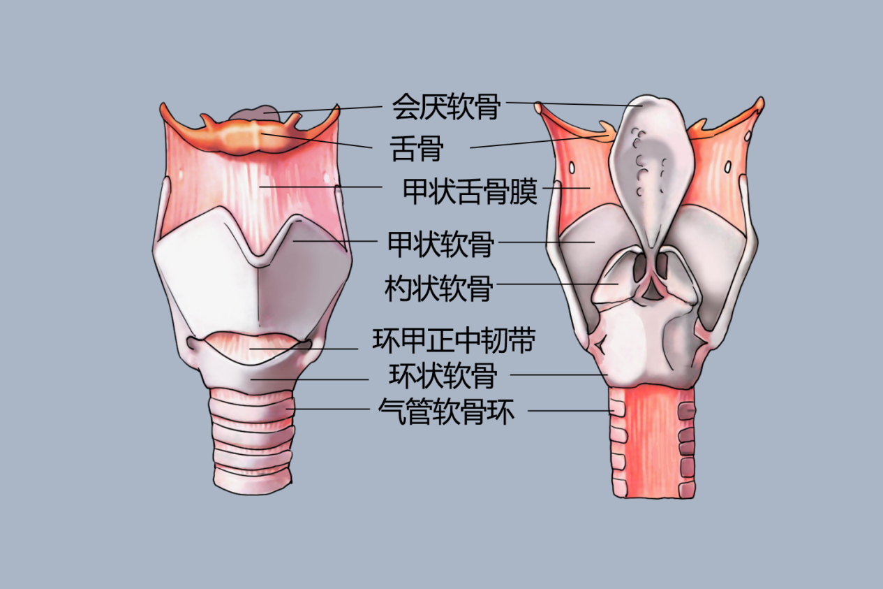 人体的呼吸系统的结构图 | 百度健康·医学科普