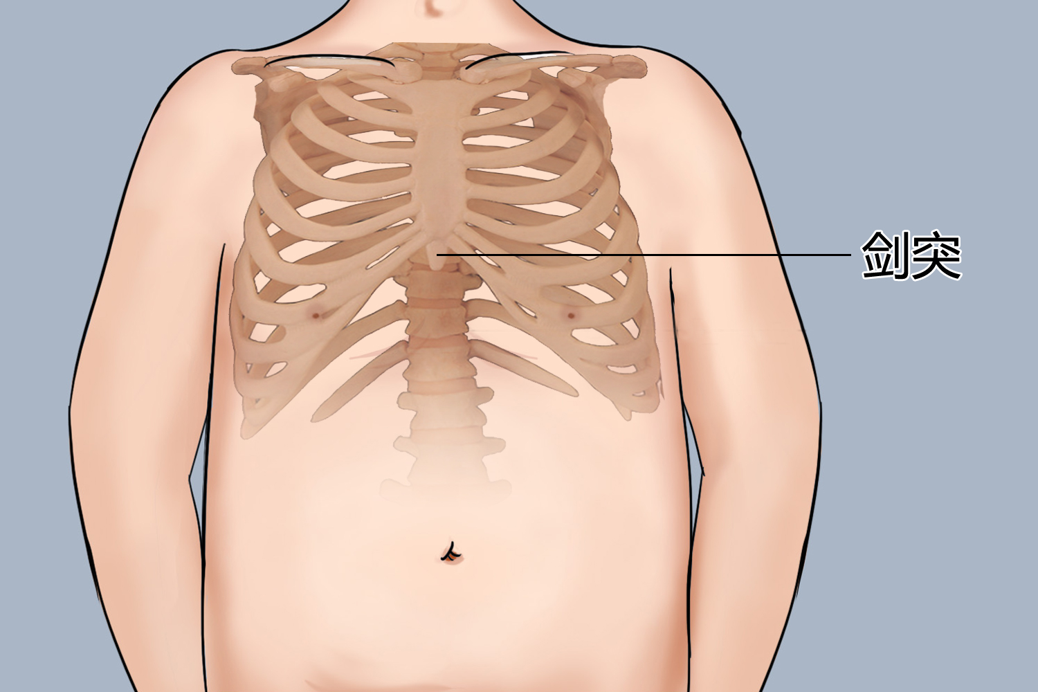 胸骨剑突位置图