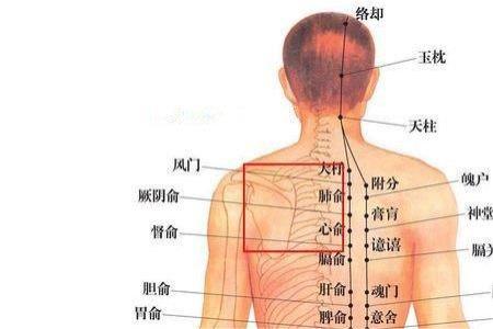 后背位置图详解