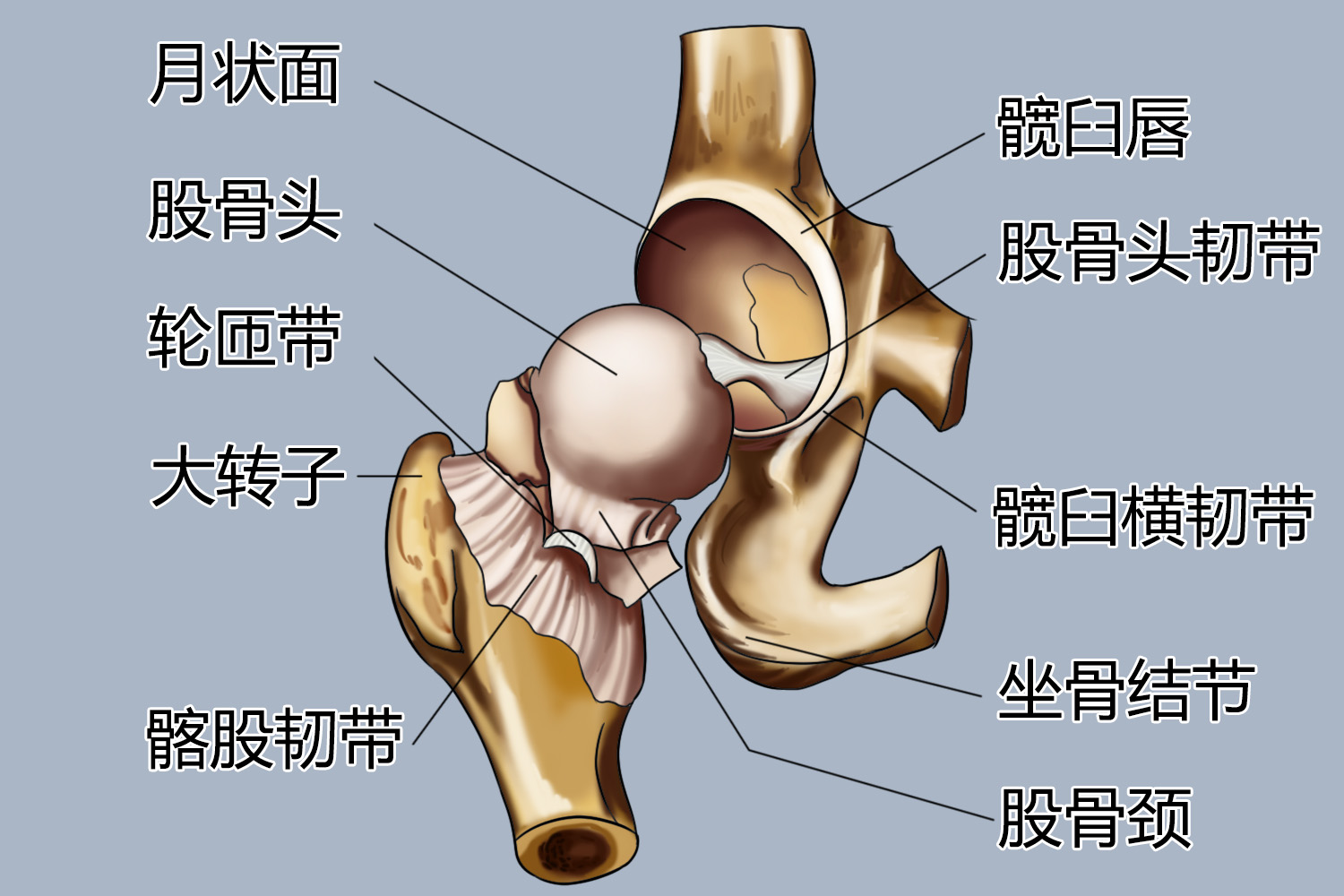 髋关节正面结构图