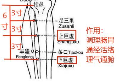 巨虚的准确位置和作用图片