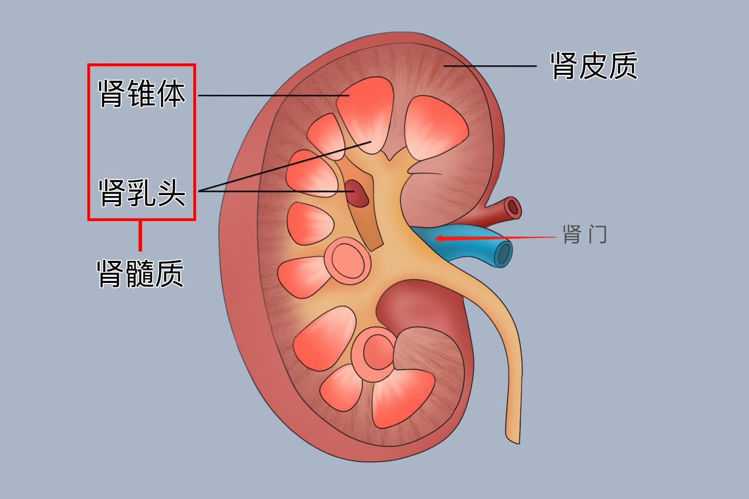 肾门解剖图 | 百度健康·医学科普