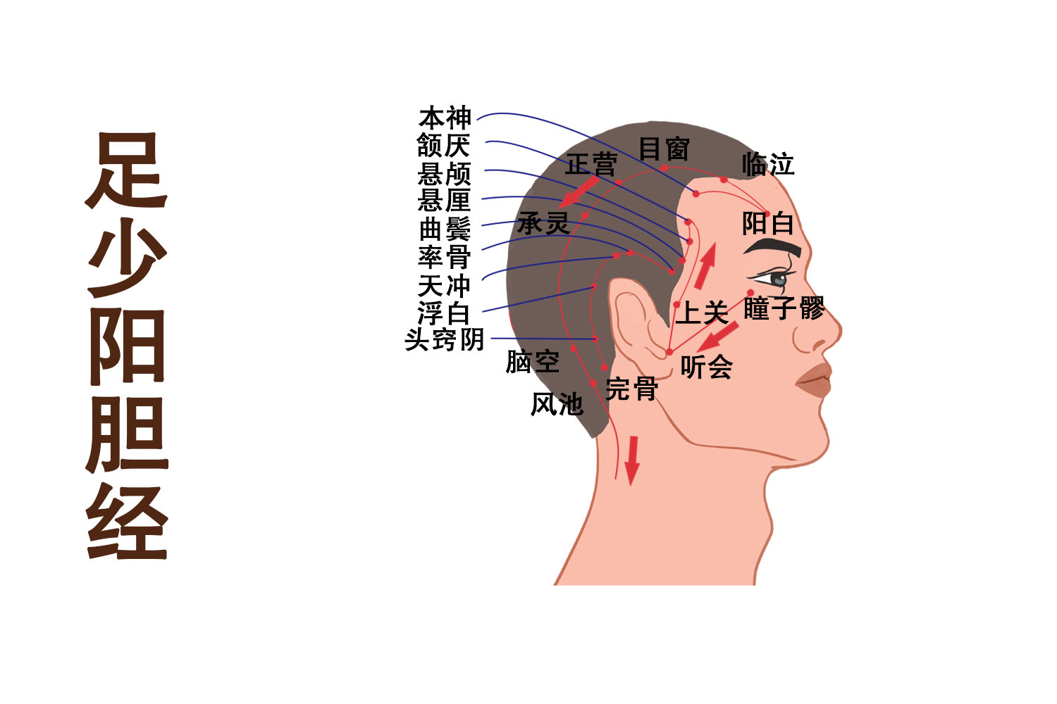 人体后脑经络功用解析图