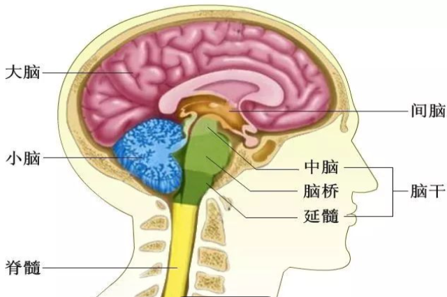 神经系统图片