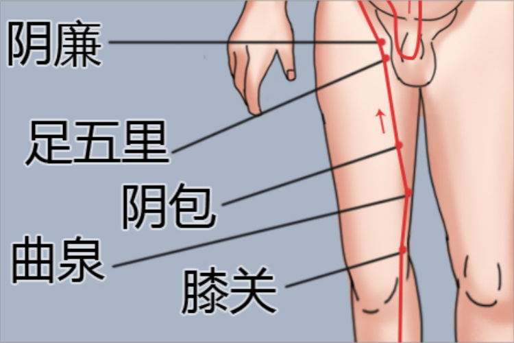 足厥阴肝经大腿内侧经络图