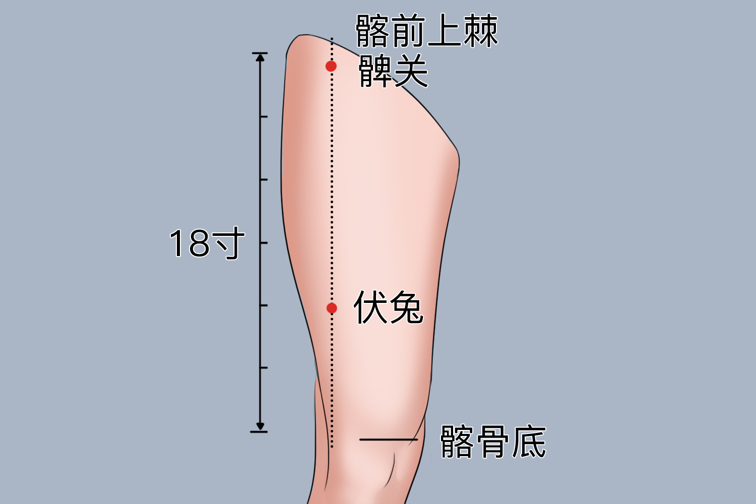 腿部放血的好处和位置图