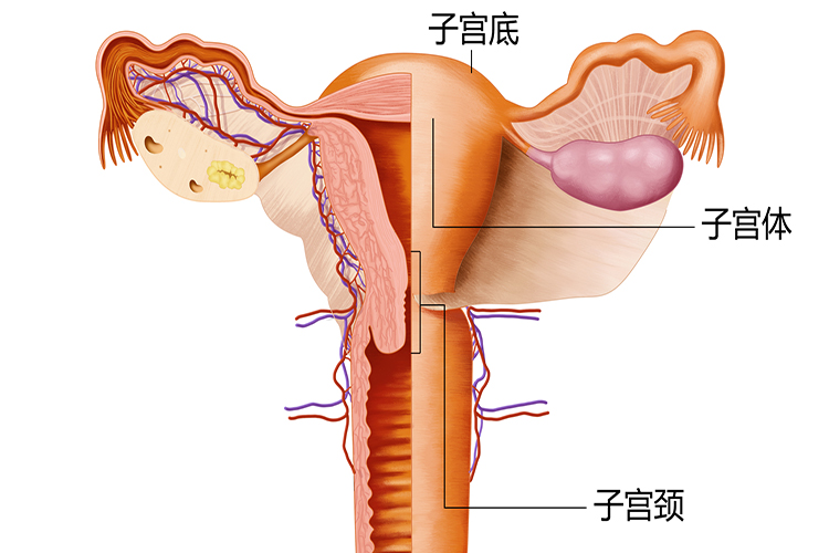 子宫结构图