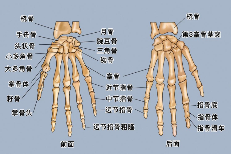 手的部位图及名称图 | 百度健康·医学科普