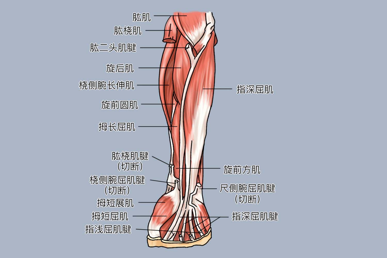 胳膊上的肌肉图解 | 百度健康·医学科普