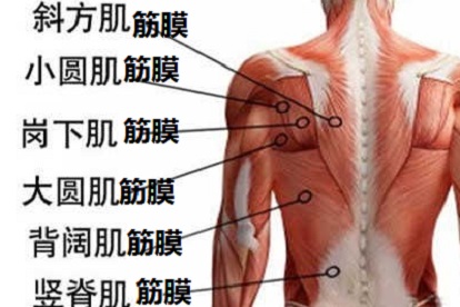后背的筋膜分布图