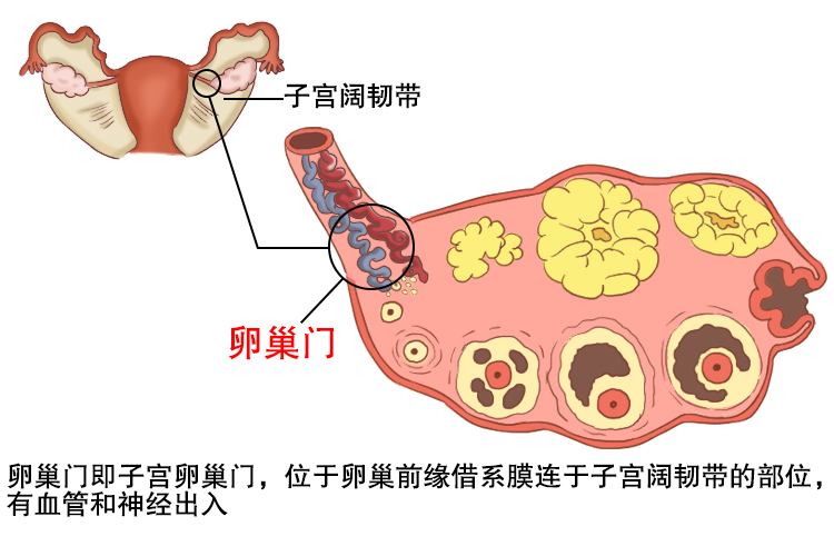 卵巢门的位置解剖图