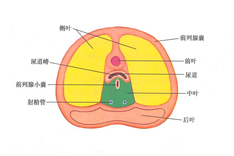 前列腺构造图