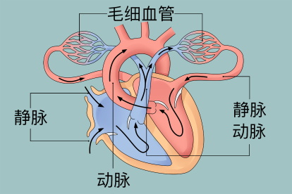 三种血管的血流方向示意图